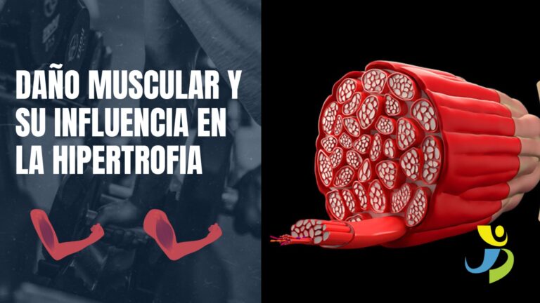 DAÑO MUSCULAR Y SU INFLUENCIA EN LA HIPERTROFIA