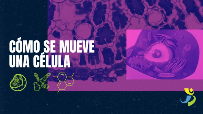 ¿CÓMO SE MUEVE UNA CÉLULA?