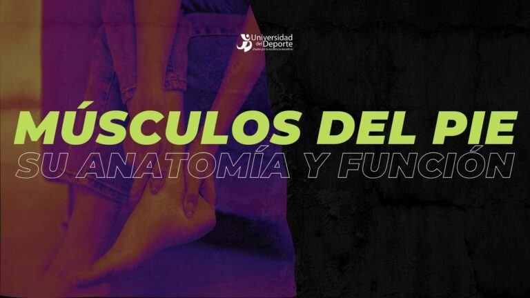 Músculos del pie: su anatomía y función